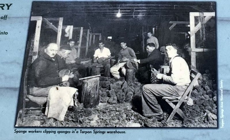 Sponge workers clipping sponges in a Tarpon Springs warehouse image. Click for full size.