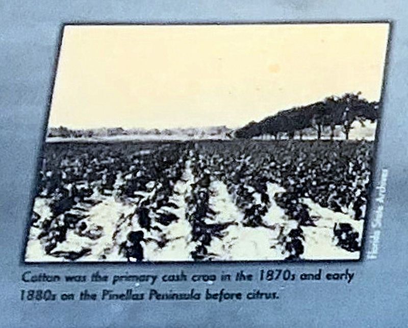Cotton Field image. Click for full size.