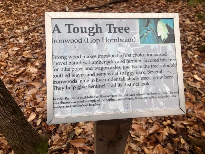 A Tough Tree Marker image. Click for full size.