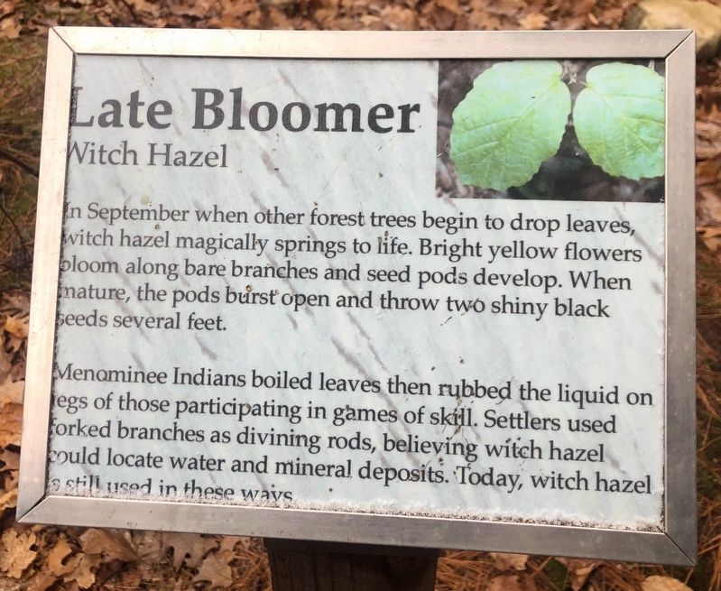 Late Bloomer Marker image. Click for full size.