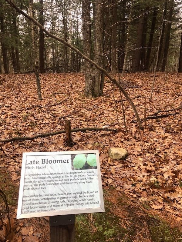 Late Bloomer Marker image. Click for full size.