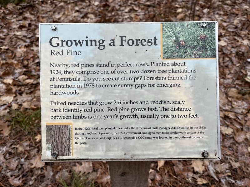Growing a Forest Marker image. Click for full size.