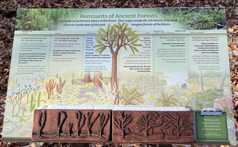 Remnants of Ancient Forests Marker image. Click for full size.