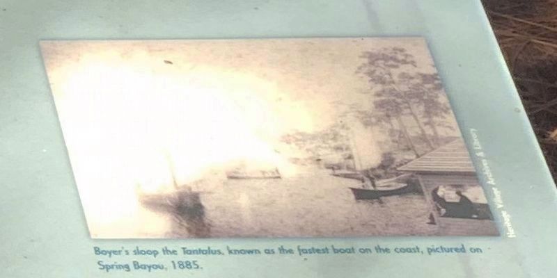 Boyer's sloop the Tantalus, known as the fastest on the coast, pictured on Spring Bayou, 1885.. Click for full size. Boyer's sloop the Tantalus, known as the fastest on the coast, pictured on Spring Bayou, 1885. image. Click for full size.