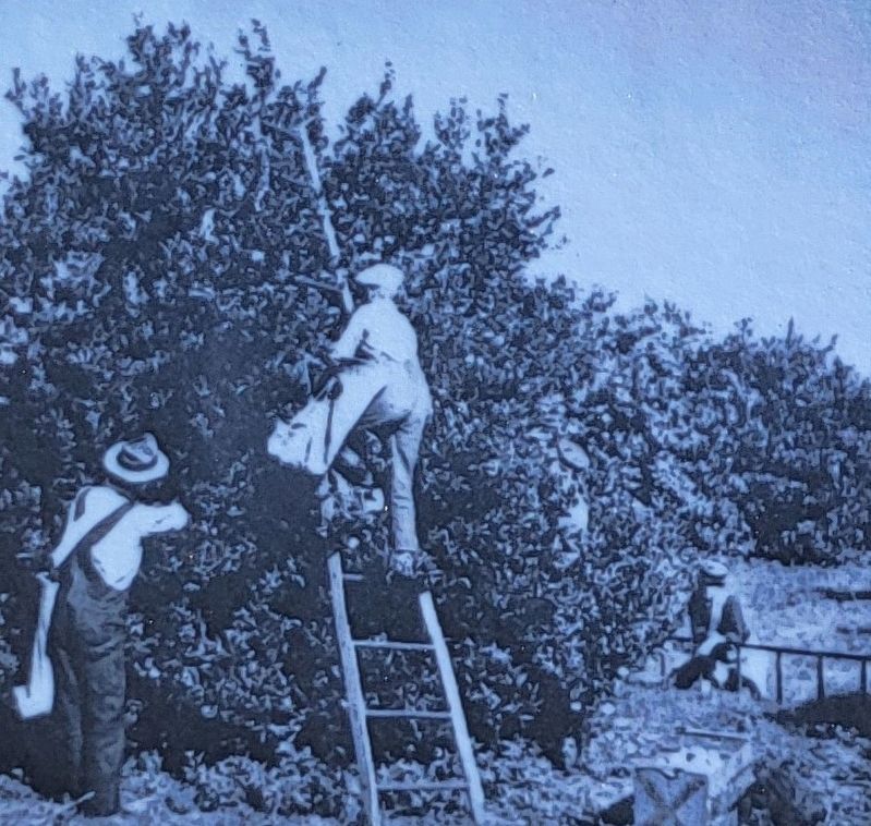 Harvesting Citrus. Click for full size. Harvesting Citrus image. Click for full size.