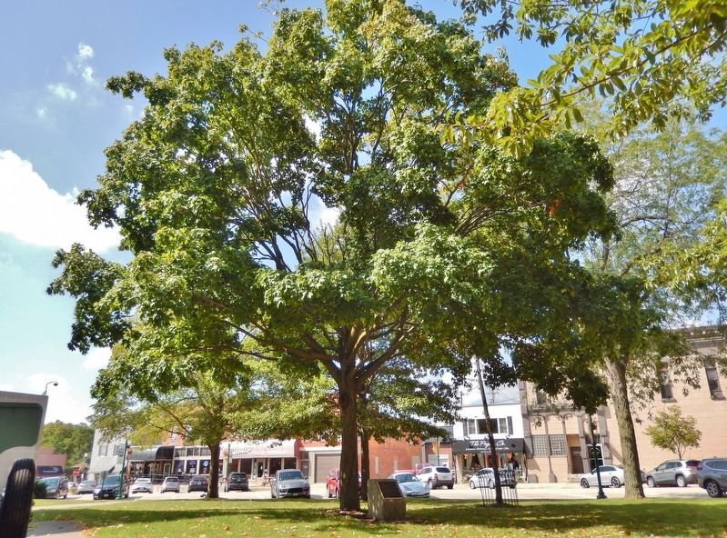 The County Seat of Grundy County Marker and Tree. Click for full size. The County Seat of Grundy County Marker and Tree image. Click for full size.