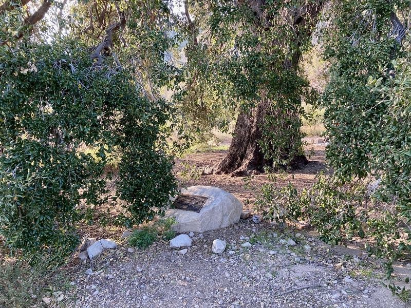 The McFall Oak and Marker. Click for full size. The McFall Oak and Marker image. Click for full size.