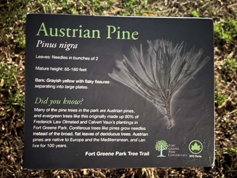 Austrian Pine Marker image. Click for full size.