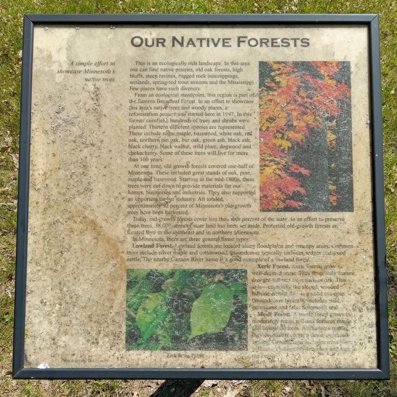 Our Native Forests Marker image. Click for full size.