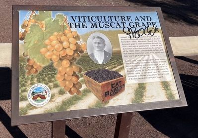 Viticulture and the Muscat Grape Marker image. Click for full size.