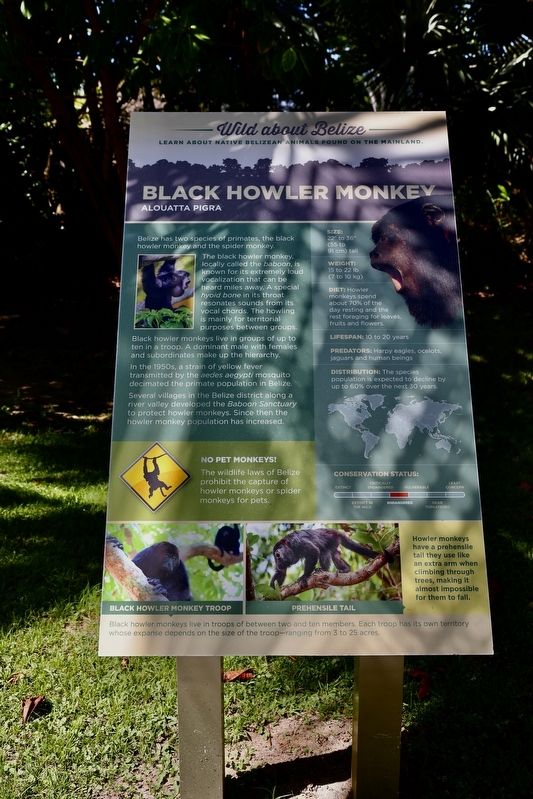 Black Howler Monkey Alouatta Pigra Marker image. Click for full size.