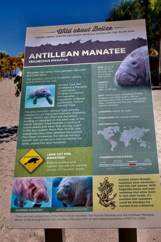 Antillean Manatee Marker image. Click for full size.