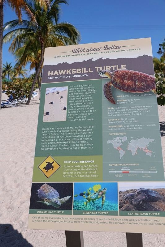Hawksbill Turtle Marker. Click for full size. Hawksbill Turtle Marker image. Click for full size.