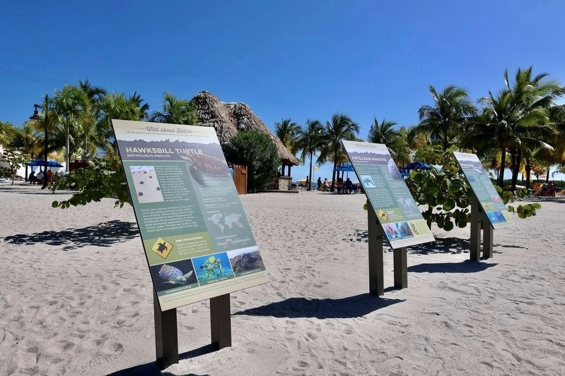 Hawksbill Turtle Marker and other informational signs. Click for full size. Hawksbill Turtle Marker and other informational signs image. Click for full size.