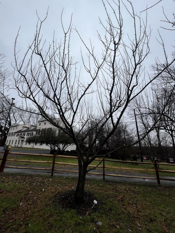 Apricot Tree image. Click for full size.
