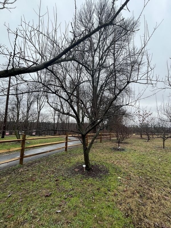 Apricot Tree image. Click for full size.