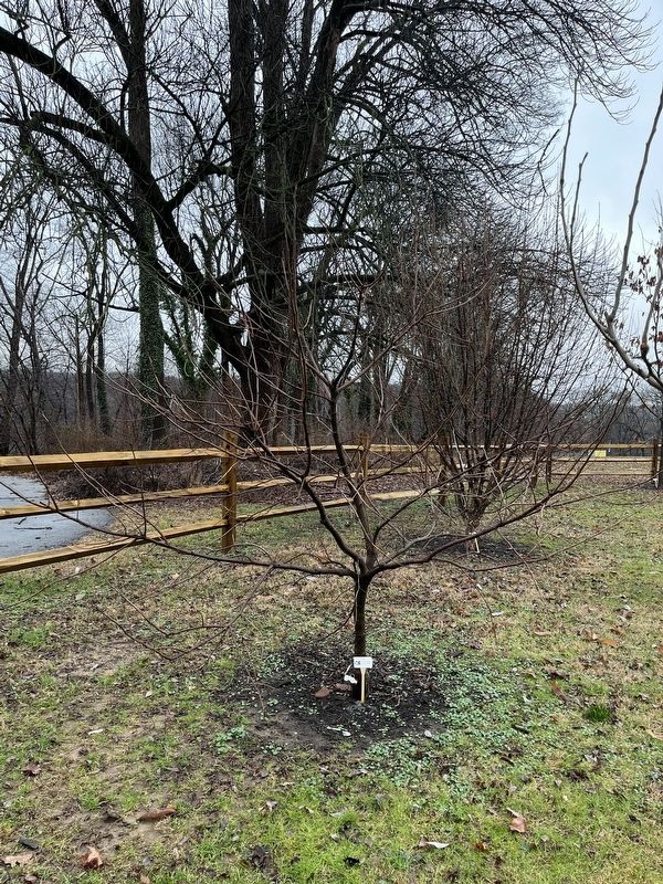 Asian Persimmon Tree image. Click for full size.
