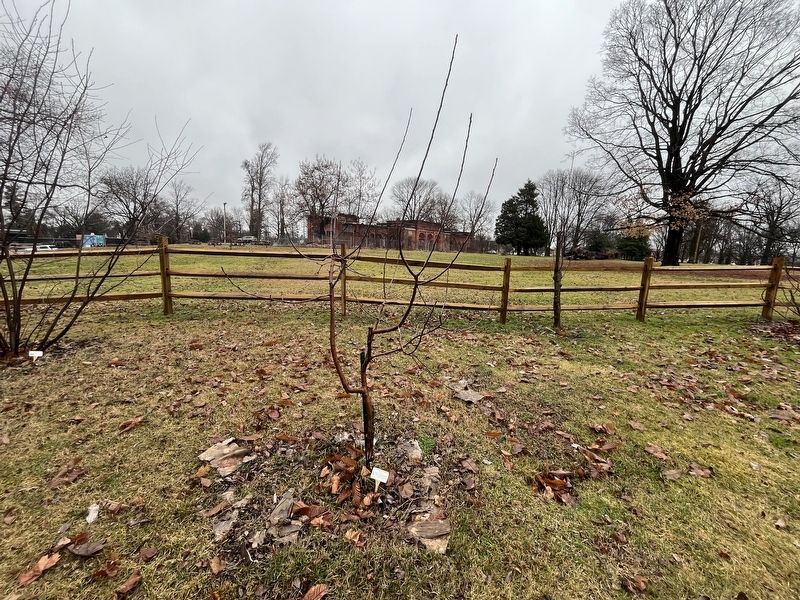 Apple Tree image. Click for full size.