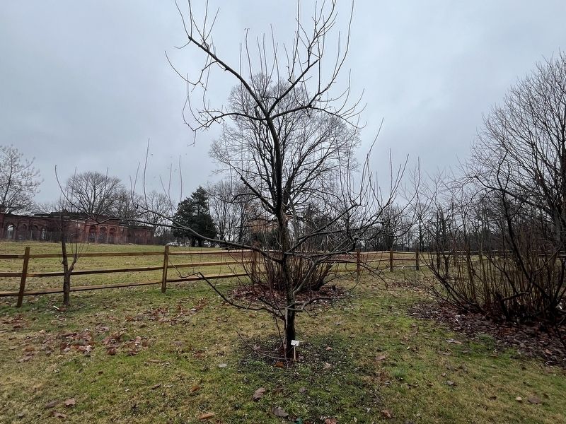 Apple Tree image. Click for full size.