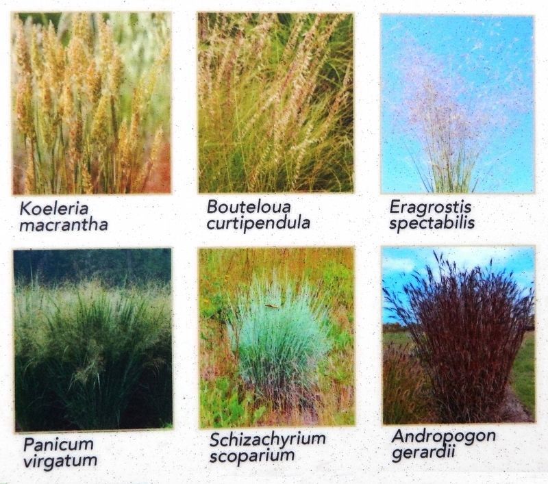 Marker detail: Native grasses image. Click for full size.