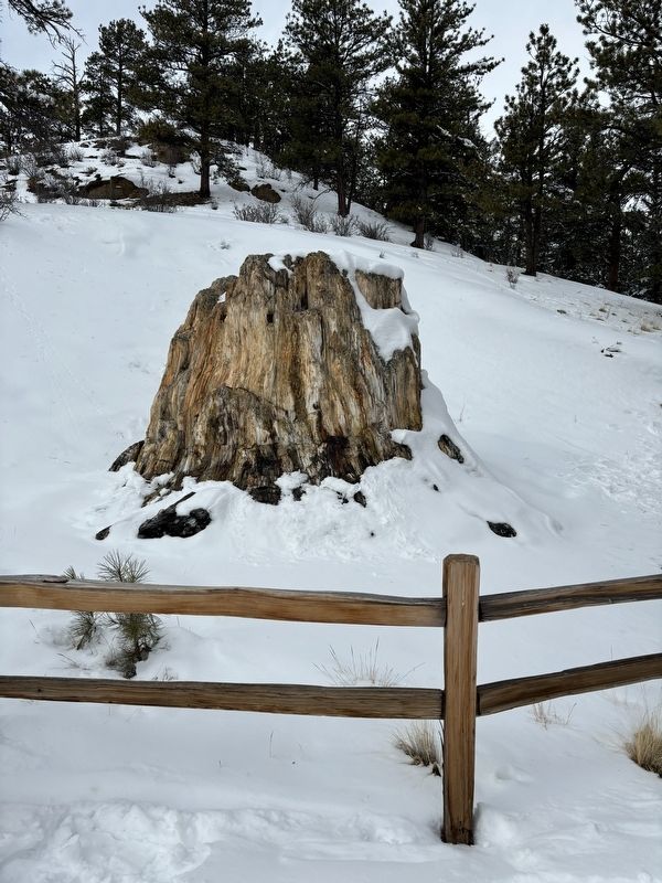 The Big Stump image. Click for full size.
