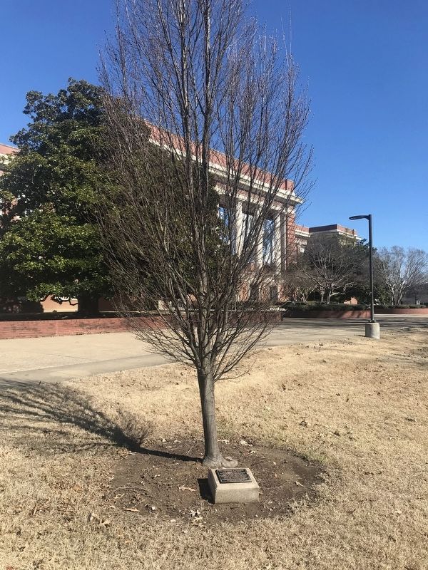The University of Memphis 9-11 Memorial Tree Marker image. Click for full size.