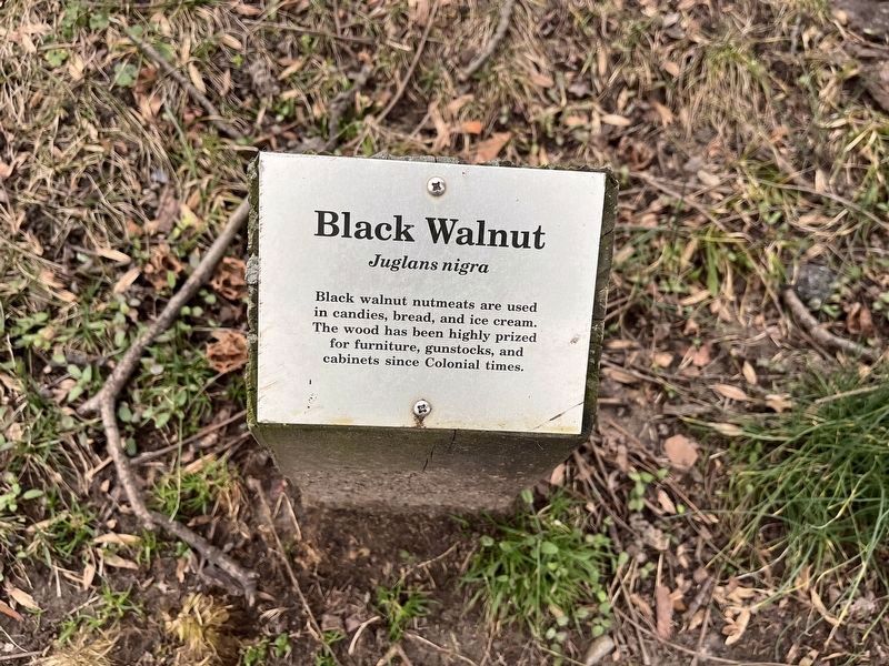 Black Walnut Marker image. Click for full size.