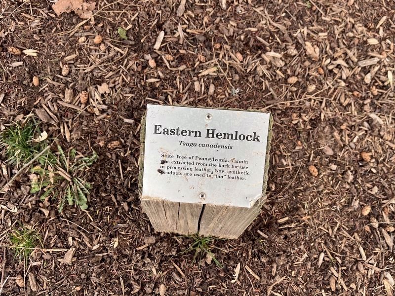 Eastern Hemlock Marker image. Click for full size.