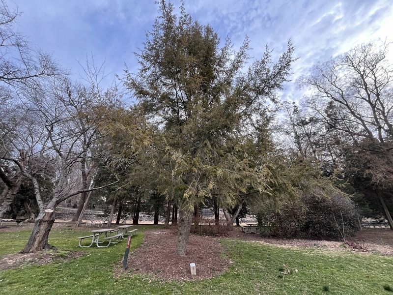 Eastern Hemlock Marker. Click for full size. Eastern Hemlock Marker image. Click for full size.