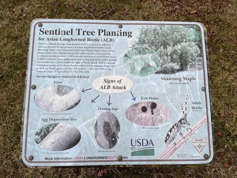 Sentinel Tree Planting Marker image. Click for full size.