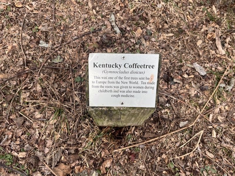 Kentucky Coffeetree Marker. Click for full size. Kentucky Coffeetree Marker image. Click for full size.