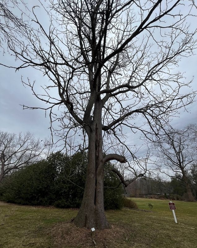 Kentucky Coffeetree display. Click for full size. Kentucky Coffeetree display image. Click for full size.