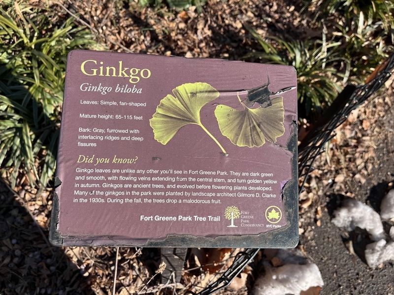 Ginkgo Marker. Click for full size. Ginkgo Marker image. Click for full size.
