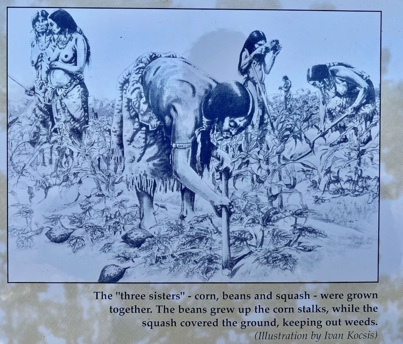 The First Horticultural People (AD 500 to 1610) marker detail image. Click for full size.