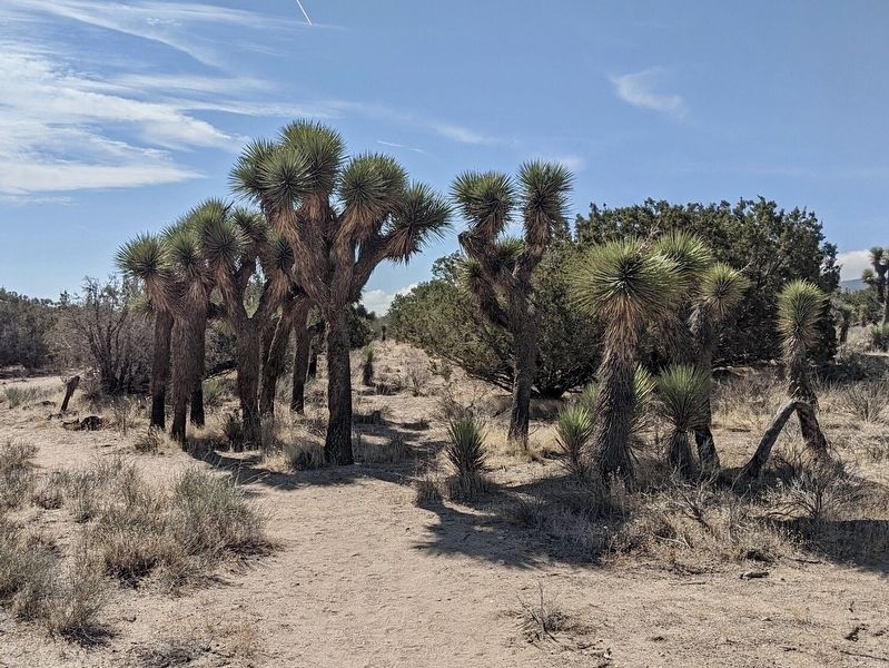 Ripley Desert Woodland image. Click for full size.