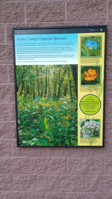 Army Camp's Special Species Marker image. Click for full size.