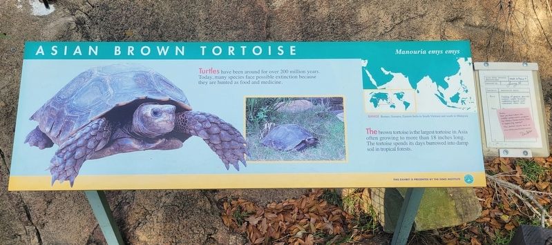 Asian Brown Tortoise Marker image. Click for full size.