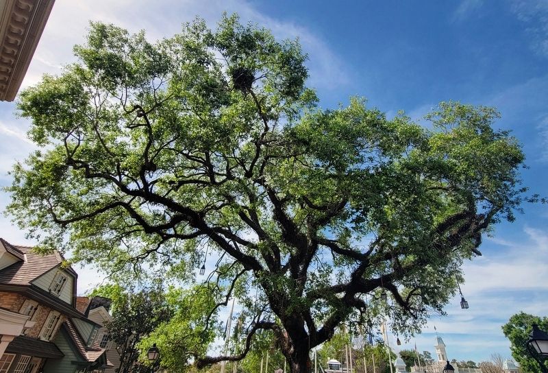 The Liberty Tree. Click for full size. The Liberty Tree image. Click for full size.