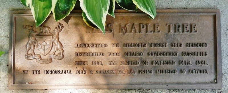 This Maple Tree Marker image. Click for full size.