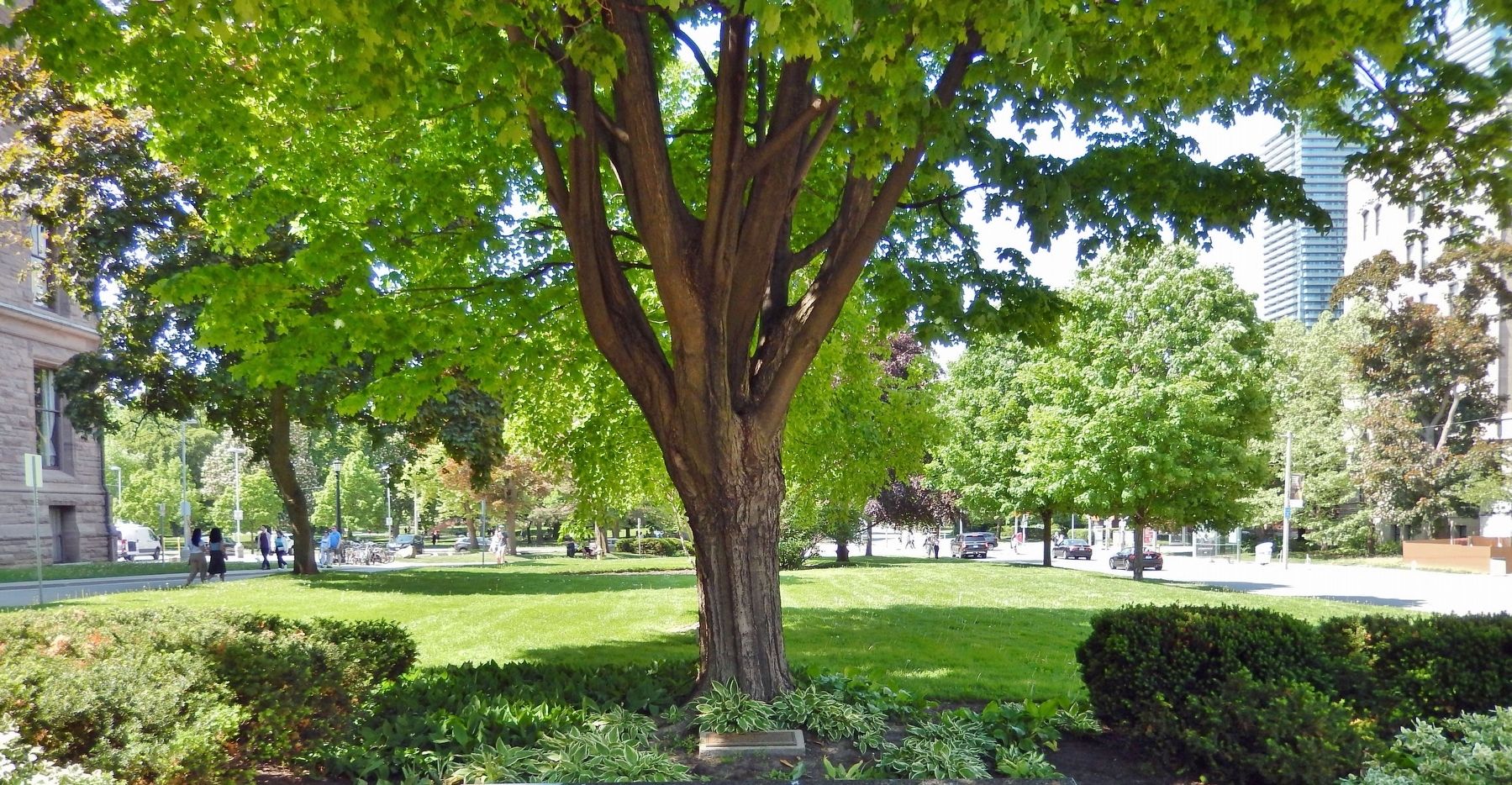 This Maple Tree Marker image. Click for full size.