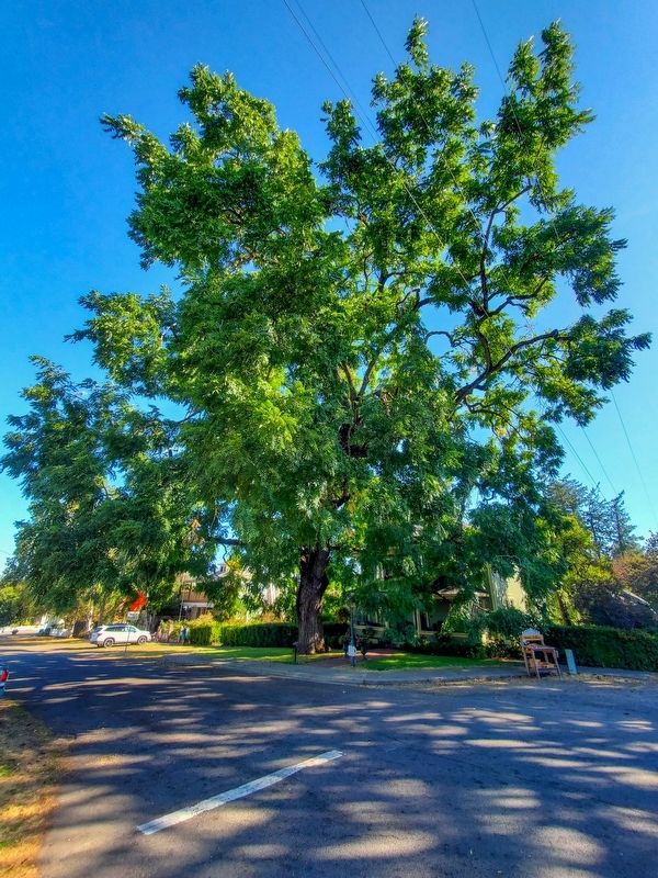 Aurora Colony Black Walnut. Click for full size. Aurora Colony Black Walnut image. Click for full size.
