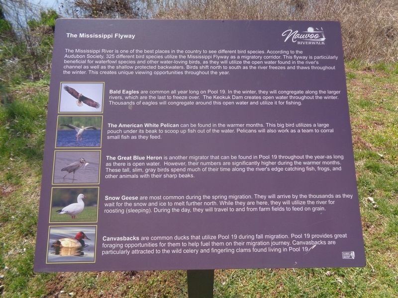 The Mississippi Flyway Marker image. Click for full size.