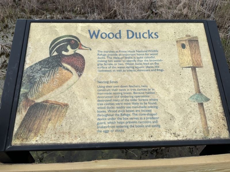 Wood Ducks Marker. Click for full size. Wood Ducks Marker image. Click for full size.