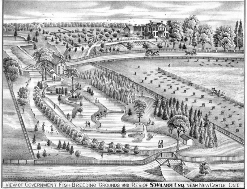 Newcastle Fish Hatchery and Farm of Samuel Wilmot, 1878 image. Click for full size.