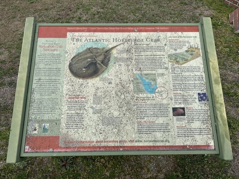 The Atlantic Horseshoe Crab Marker. Click for full size. The Atlantic Horseshoe Crab Marker image. Click for full size.