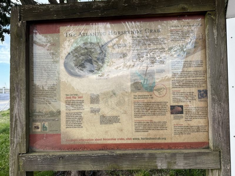 The Atlantic Horseshoe Crab Marker. Click for full size. The Atlantic Horseshoe Crab Marker image. Click for full size.