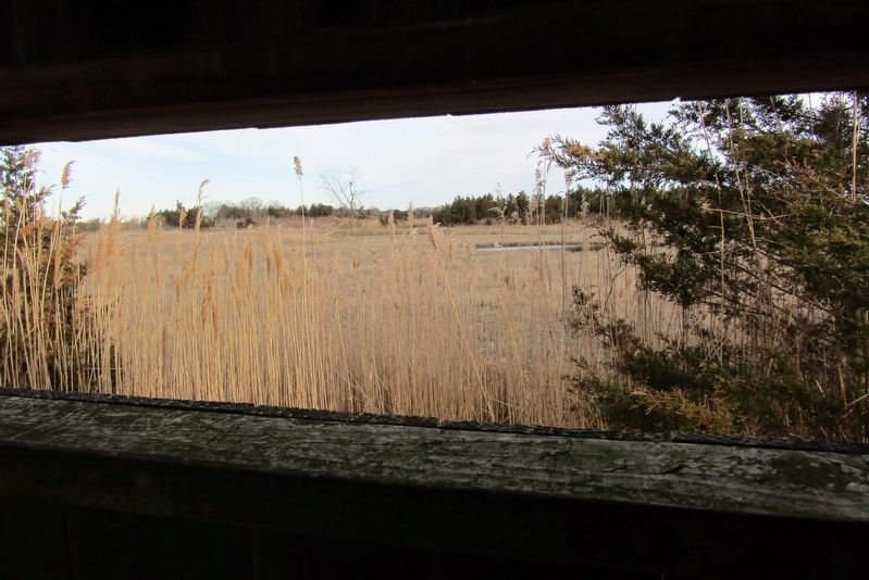 Restored section of the marsh. Click for full size. Restored section of the marsh image. Click for full size.