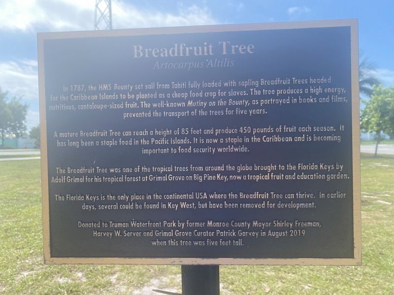 Breadfruit Tree Marker image. Click for full size.