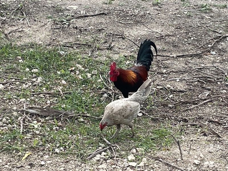Key West Roosters image. Click for full size.
