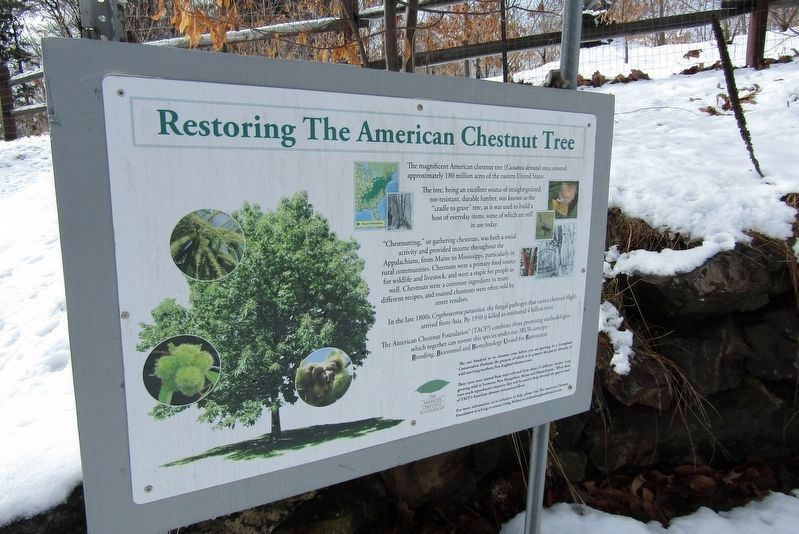 Restoring The American Chestnut Tree Marker. Click for full size. Restoring The American Chestnut Tree Marker image. Click for full size.